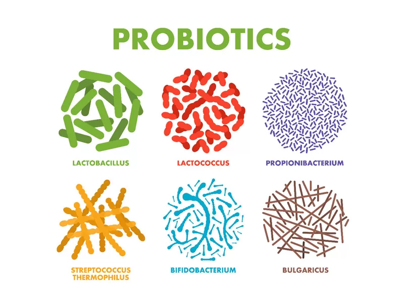 How Do Probiotics Enhance Digestive Function?