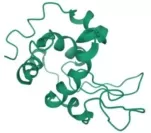 Schematic diagram of the protein structure of lysozyme