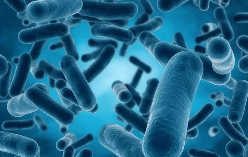Probiotics