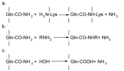 Reactions catalyzed by Transglutaminase